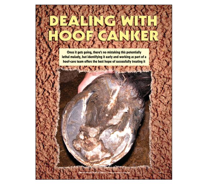 Dealing with Hoof Canker